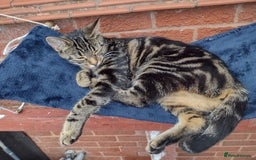 Bengal cats for sale: Zeus Jr - Image 10