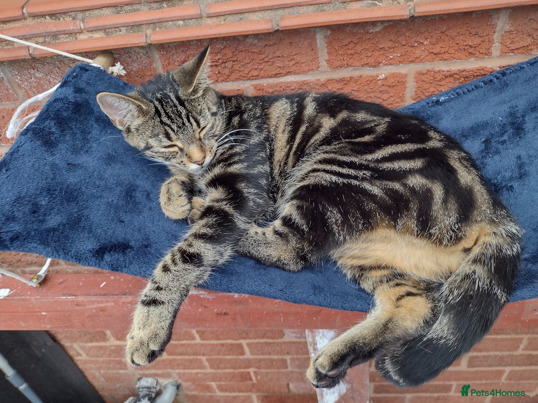 Bengal cats for sale: Zeus Jr - Image 10