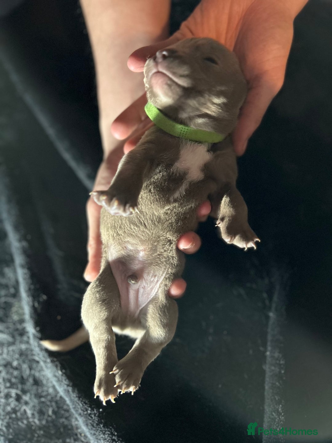 Mixed Breed dogs for sale: Staffadors staffy x labs  - Advert 7