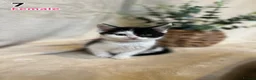 Maine Coon cats for sale: Maine Coon x Kittens | Black Smoke Mum 🖤🤍 - Advert 9