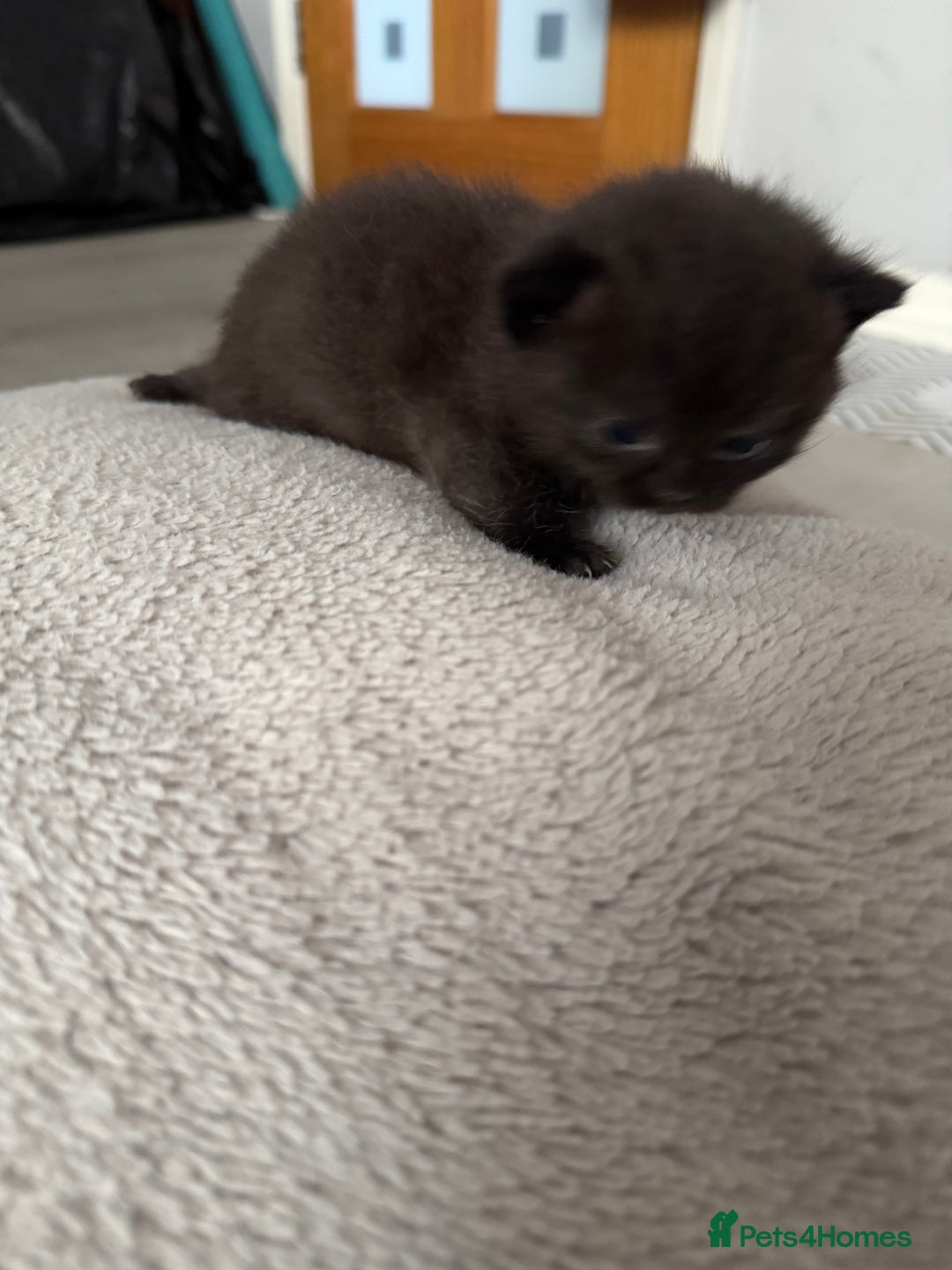 Persian cats for sale: Persian X Domestic kittens - Advert 3