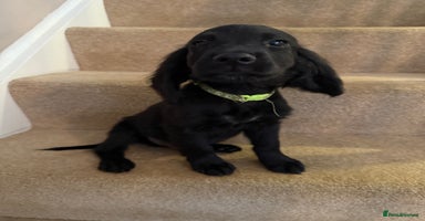 Cocker Spaniel dogs in Hornchurch - Advert 7