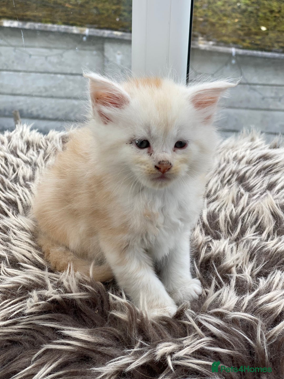 Maine Coon cats for sale: Purebred Maine Coons Ginger/Cream 2 boys, 2 girls - Image 4