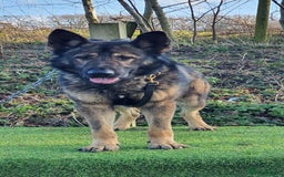 German Shepherd dogs for sale: Superb KC Reg’d German Shepherd - Image 6