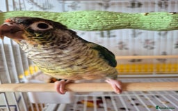 Conures birds for sale: 4 Month Old Turquoise Green Cheeked Conure - Advert 2