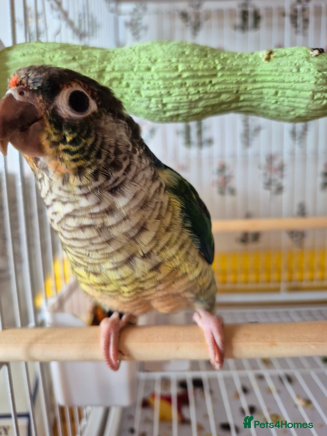 Conures birds for sale: 4 Month Old Turquoise Green Cheeked Conure - Advert 2