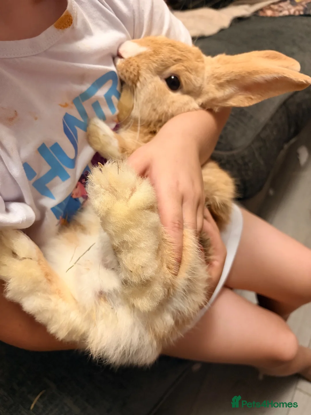 Mixed Breed rabbits for sale: 3 male rabbits please read the add for information - Advert 17