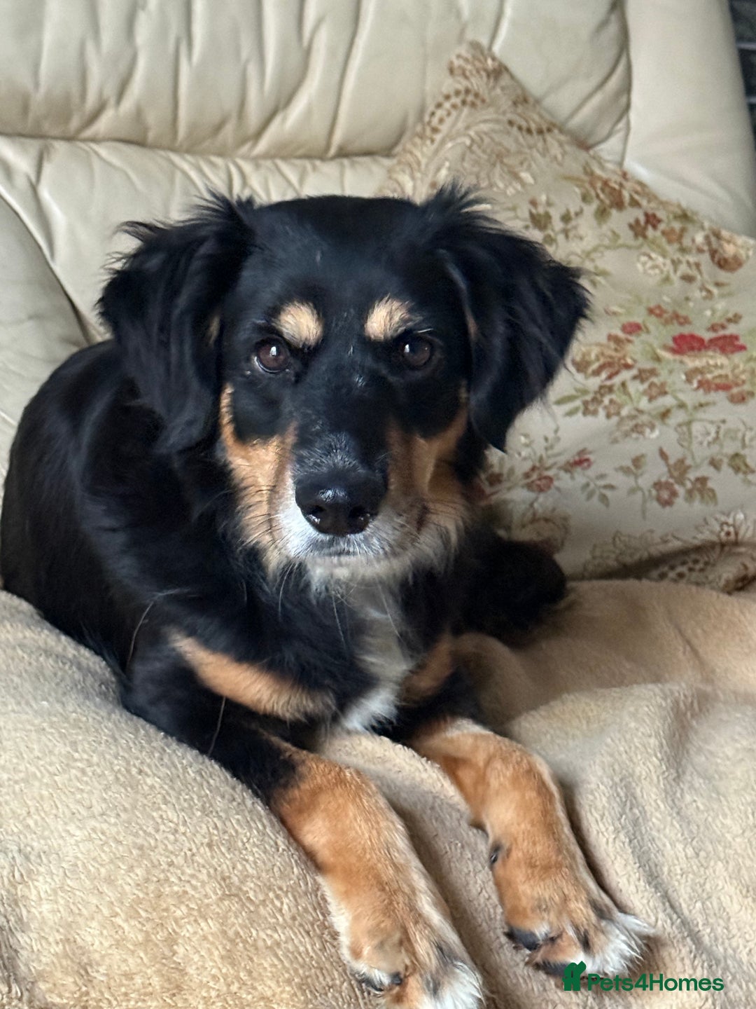 Mixed Breed dogs for adoption: Sweet Bubu Looking For Love  - Image 1