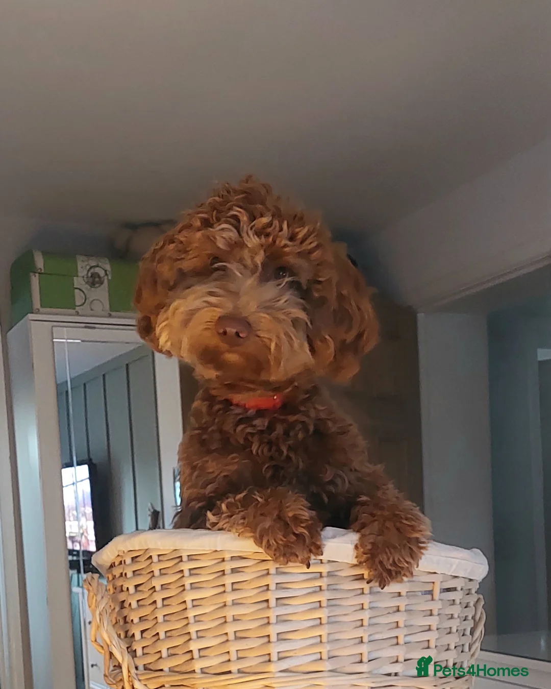 Australian Labradoodle dogs for sale: Australian Labradoodle - Advert 14