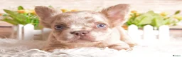 French Bulldog dogs for sale: Kc registered french bulldogs READY TO LEAVE  - Advert 24