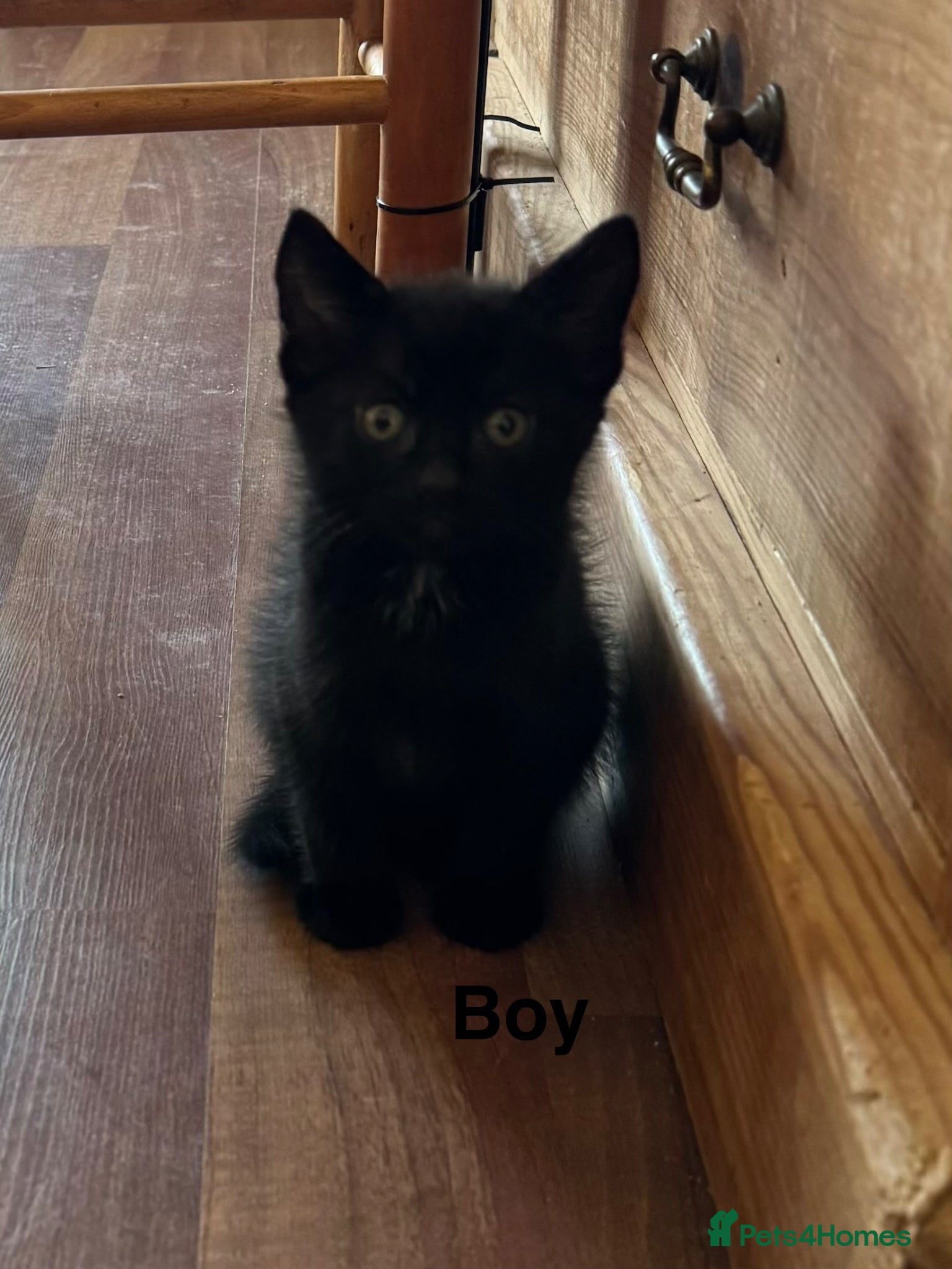 Mixed Breed cats 1 little black boy left looking for his new home.  - Advert 7
