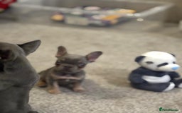 French Bulldog dogs for sale: Full KC French bulldogs puppies for sale - Image 5