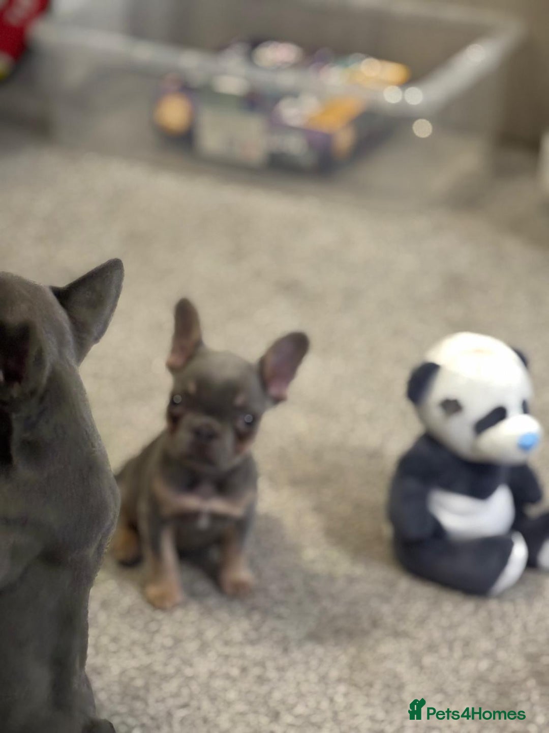 French Bulldog dogs for sale: Full KC French bulldogs puppies for sale - Image 5