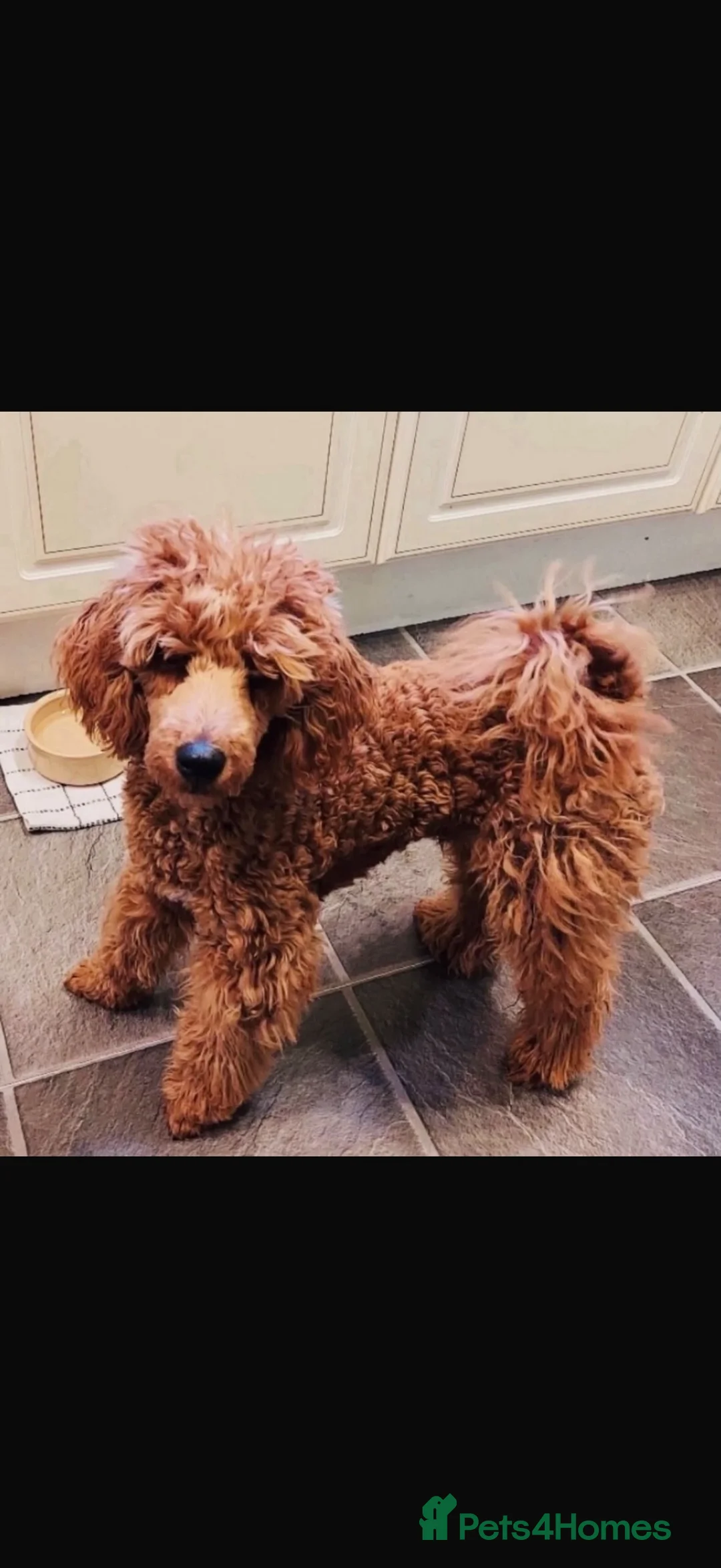 Cockapoo dogs for sale: 🐾 Beautiful Cheeky Cockapoos 🐾 - Advert 40