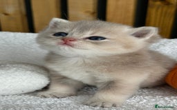 British Shorthair cats for sale: BSH Golden kittens from 🏆Champion lines🏆 - Image 2