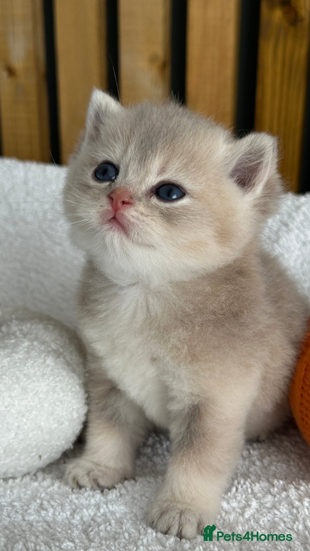 British Shorthair cats for sale: BSH Golden kittens from 🏆Champion lines🏆 - Image 2