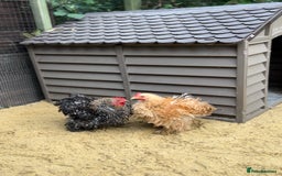 Chickens poultry for sale: Laying pekin bantam  in Ware - Image 4