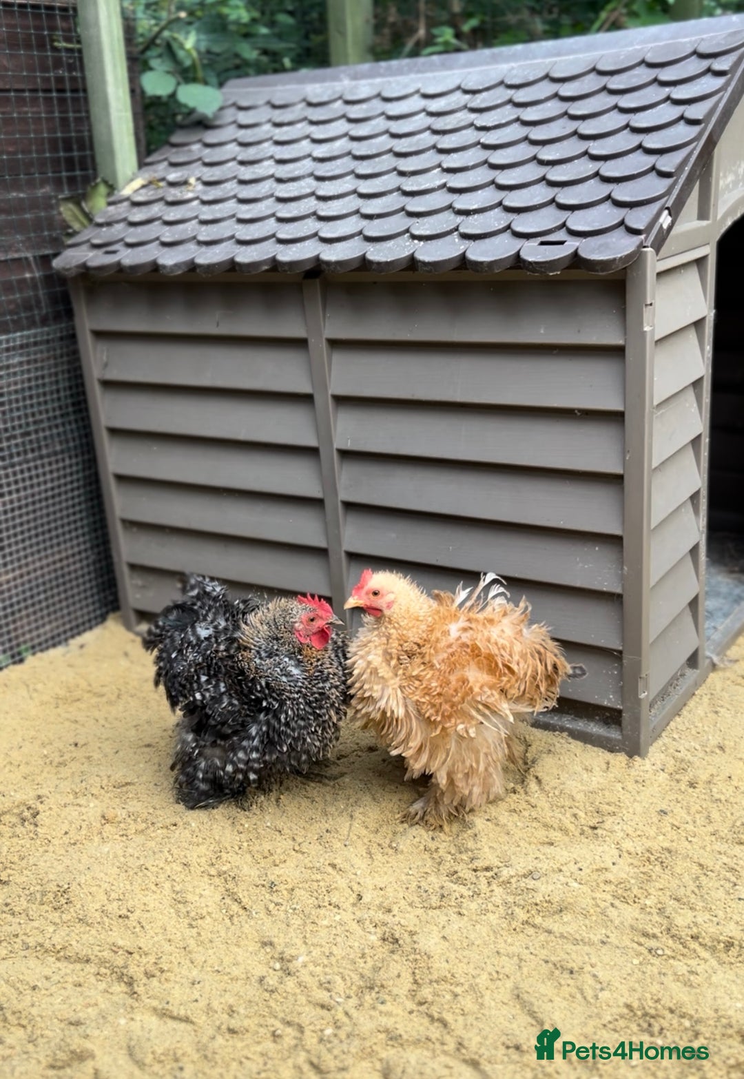 Chickens poultry for sale: Laying pekin bantam  in Ware - Image 4