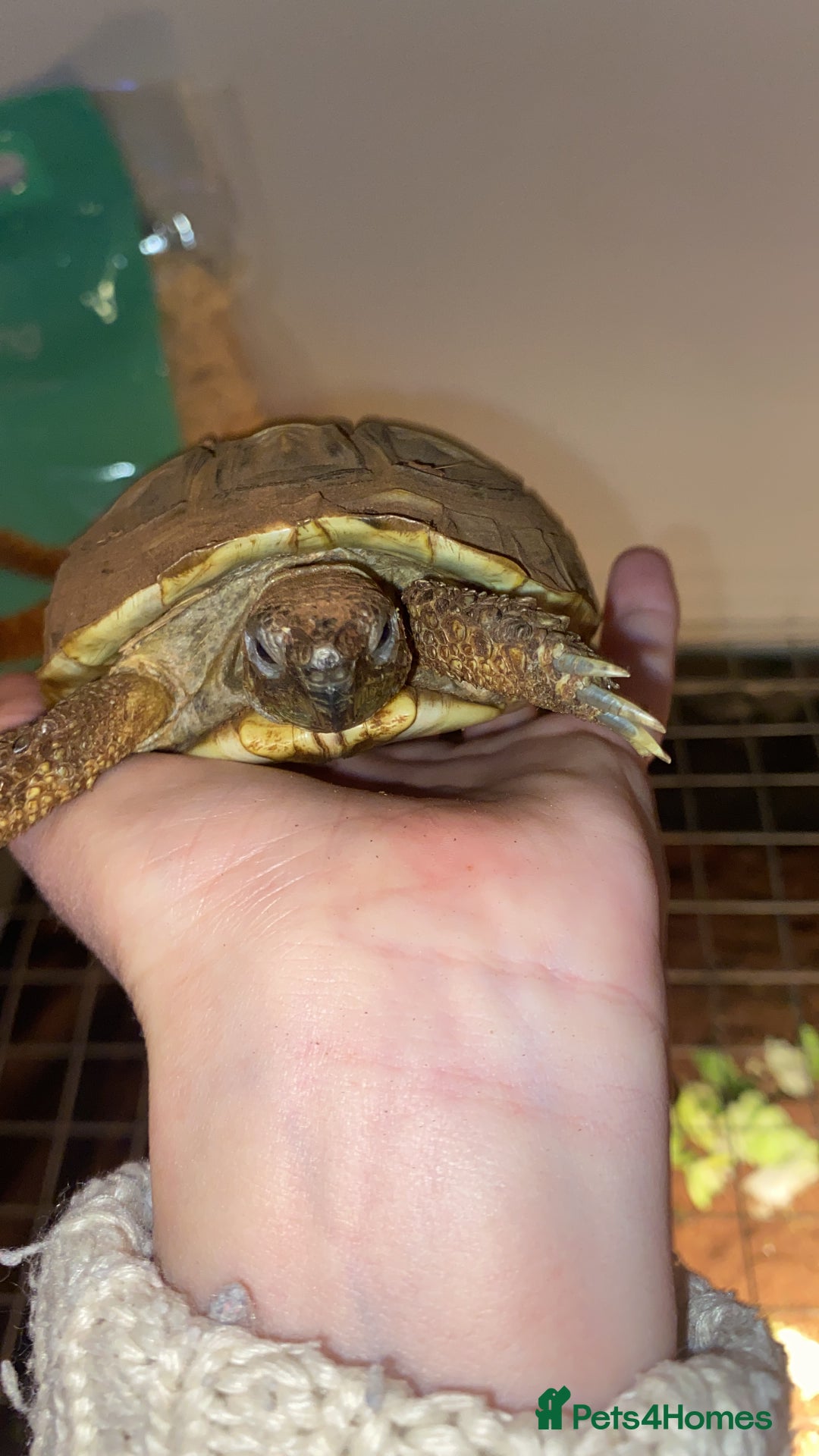 Hermann Tortoise reptiles for sale: Herman’s tortoise and set up - Advert 1