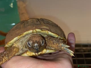 Hermann Tortoise reptiles Herman’s tortoise and set up - Advert 11