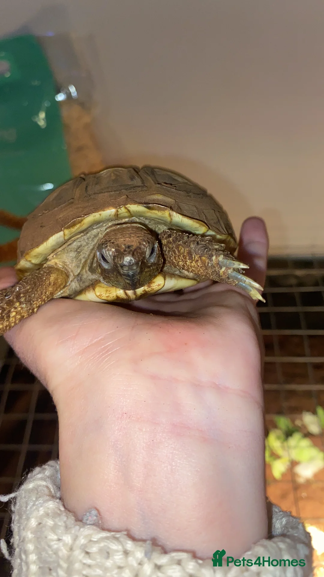 Hermann Tortoise reptiles for sale: Herman’s tortoise and set up - Advert 1