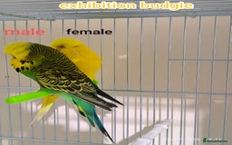 Budgerigars birds for sale: Budgies  and Cockatiel for sale  - Image 4