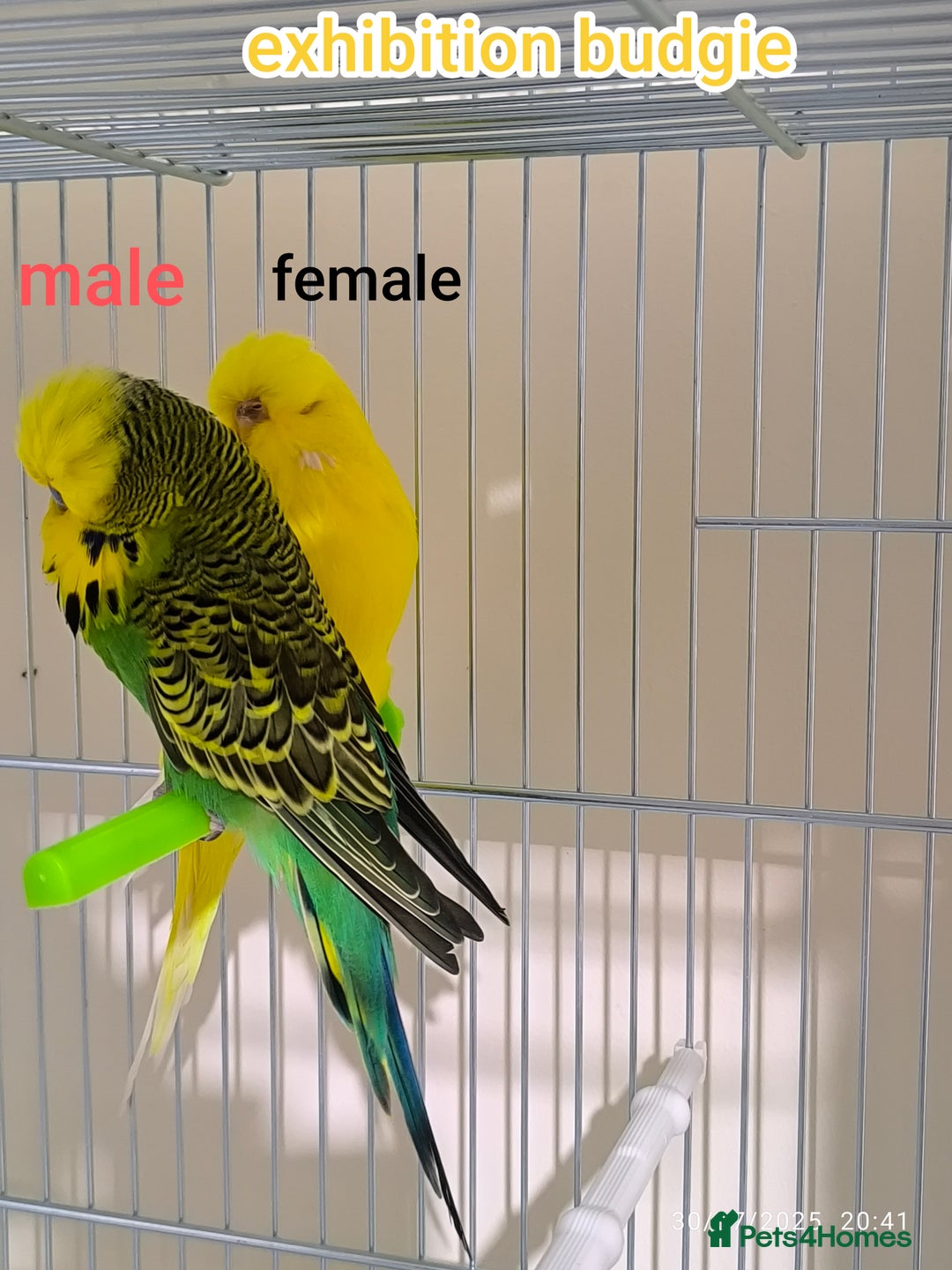 Budgerigars birds for sale: Budgies  and Cockatiel for sale  - Image 4
