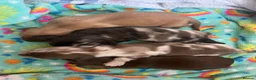 Miniature Dachshund dogs for sale: Miniature Long-Haired Dachshund Puppies - Advert 3