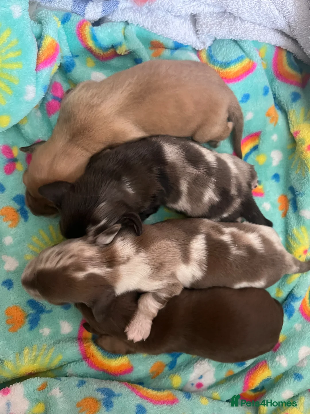 Miniature Dachshund dogs for sale: Miniature Long-Haired Dachshund Puppies - Advert 3