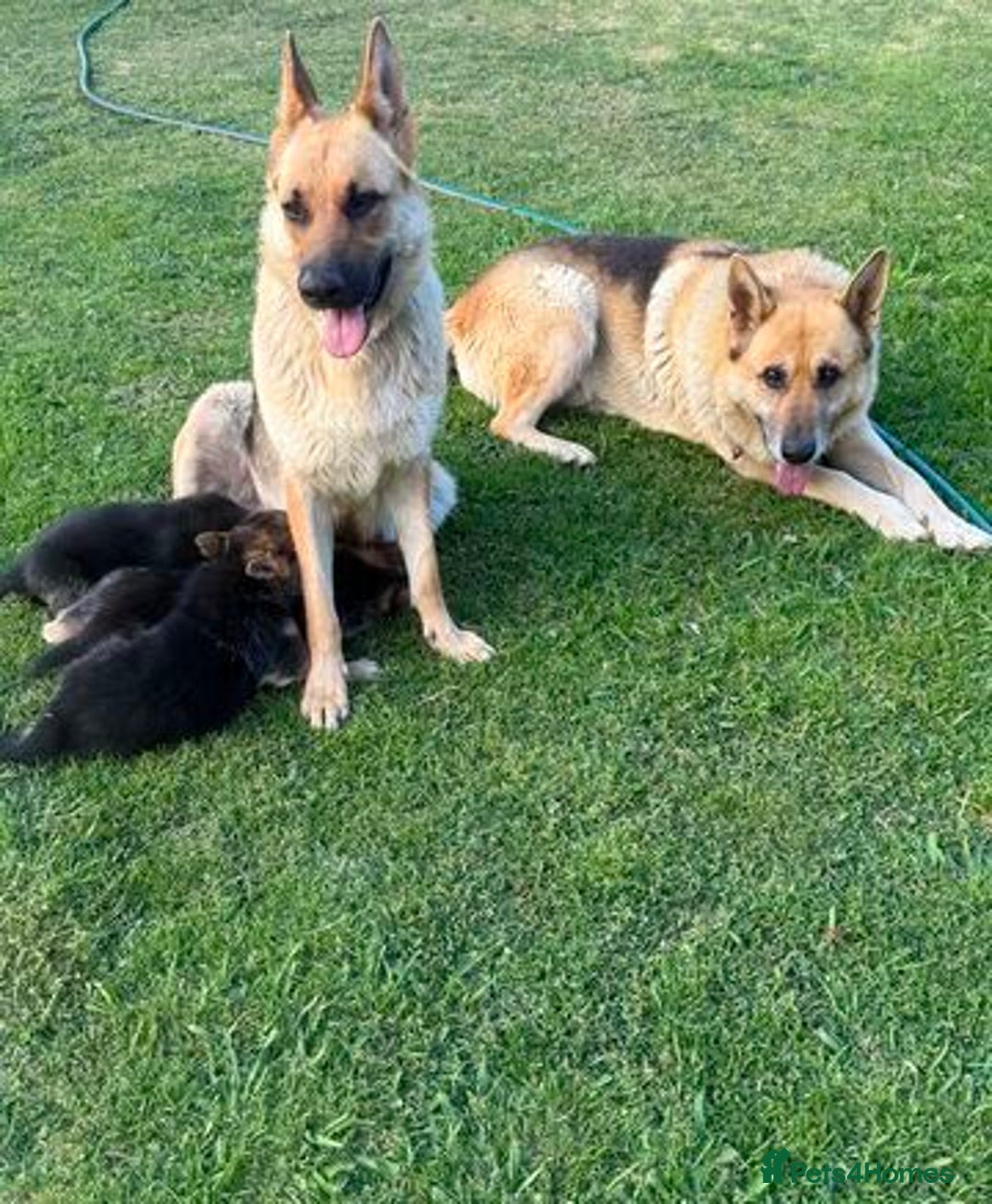 German Shepherd dogs for sale: German Shepherd Puppies - Image 5
