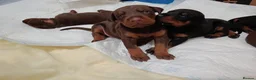 Dobermann dogs for sale: Dobermann puppies - Advert 35