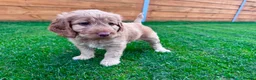 Mixed Breed dogs for sale: Beautiful Schnoodle Babies 🐾🐾🐾 - Advert 6