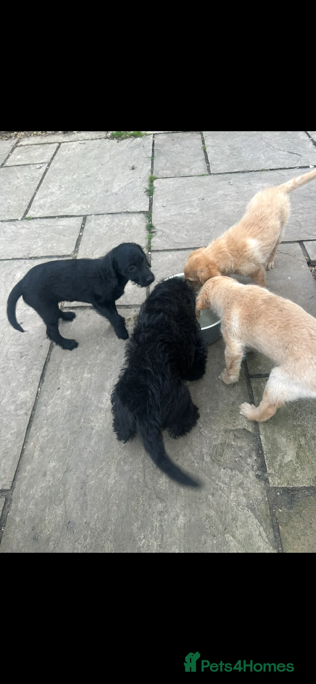 Labradoodle dogs for sale: READY TO GO, f1 labradoodle pups, health tested - Advert 14