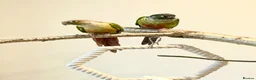 Conures birds for sale: Sad Sale, pineapple and green conure pair in Rugby - Advert 1