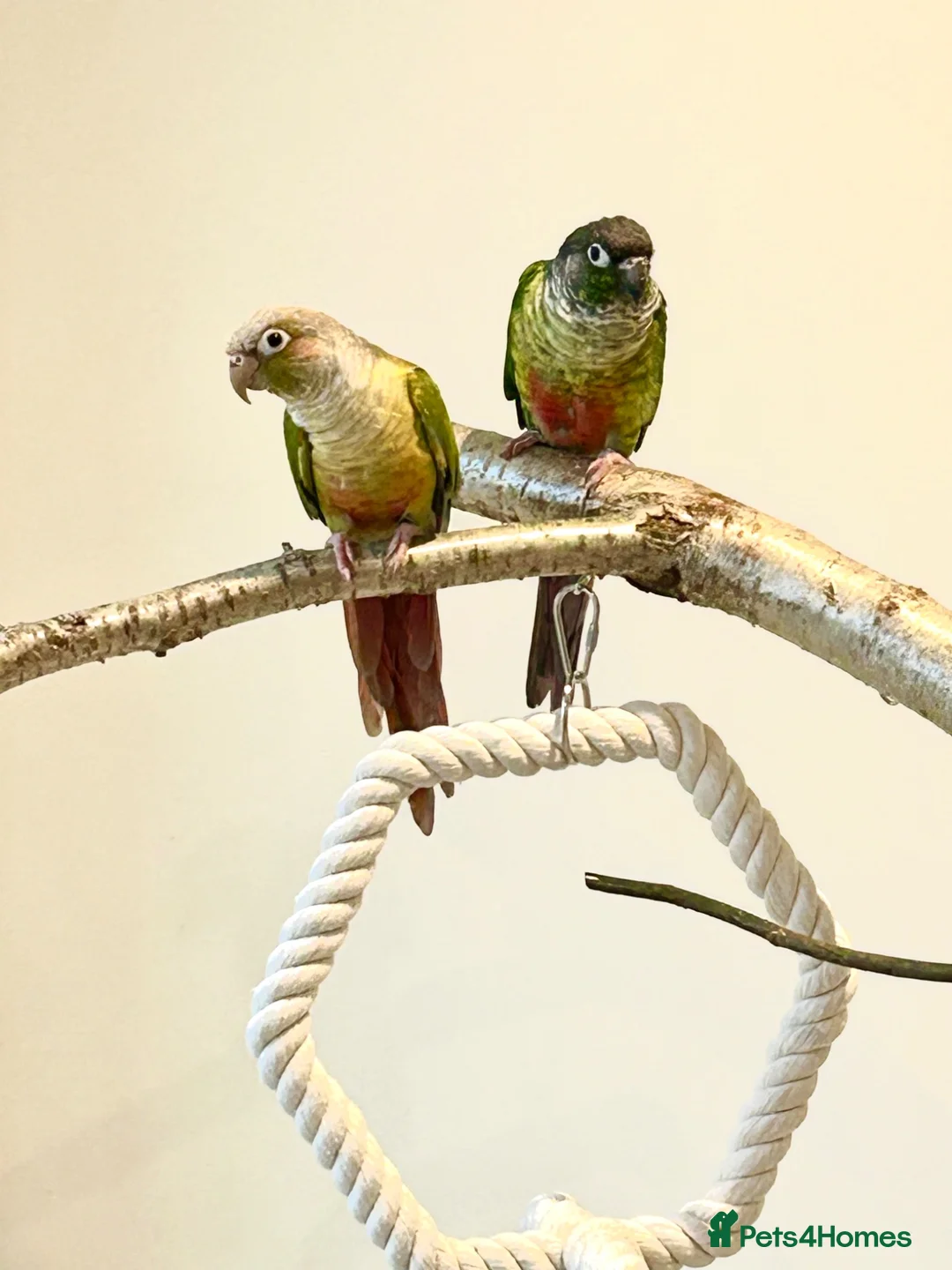 Conures birds for sale: Sad Sale, pineapple and green conure pair in Rugby - Advert 1