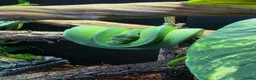 Python Snake reptiles for sale: Male manokwari green tree python and pvc setup - Advert 3