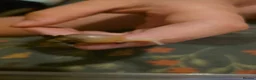 Mixed Breed livestock for sale: African land snails  in Bradford - Advert 3
