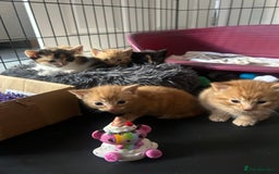 Mixed Breed cats for sale: Kittens for sale - Image 3