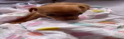 Chihuahua dogs for sale: Adorable Chihuahua Puppy “ Girl “ Fawn/White - Advert 12