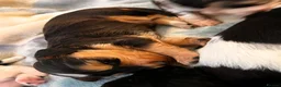 Cocker Spaniel dogs for sale: Stunningly beautiful spaniels  - Advert 21