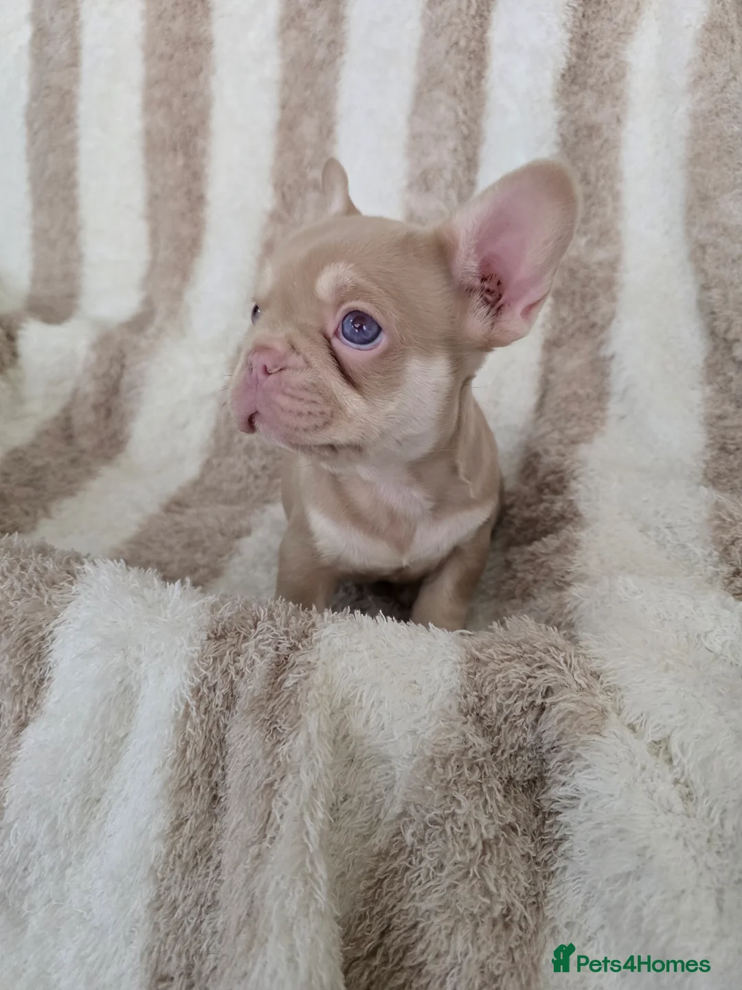 French Bulldog dogs for sale: Beautiful Frenchie Pup Available Last Male - Advert 1