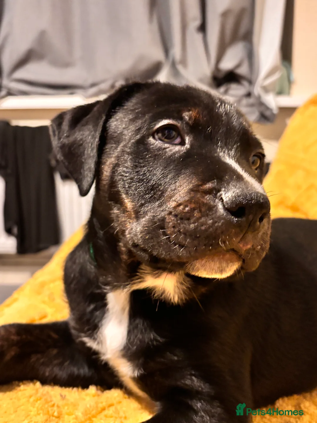 Mixed Breed dogs for sale: Rottweiler cross mixed breed - Advert 14