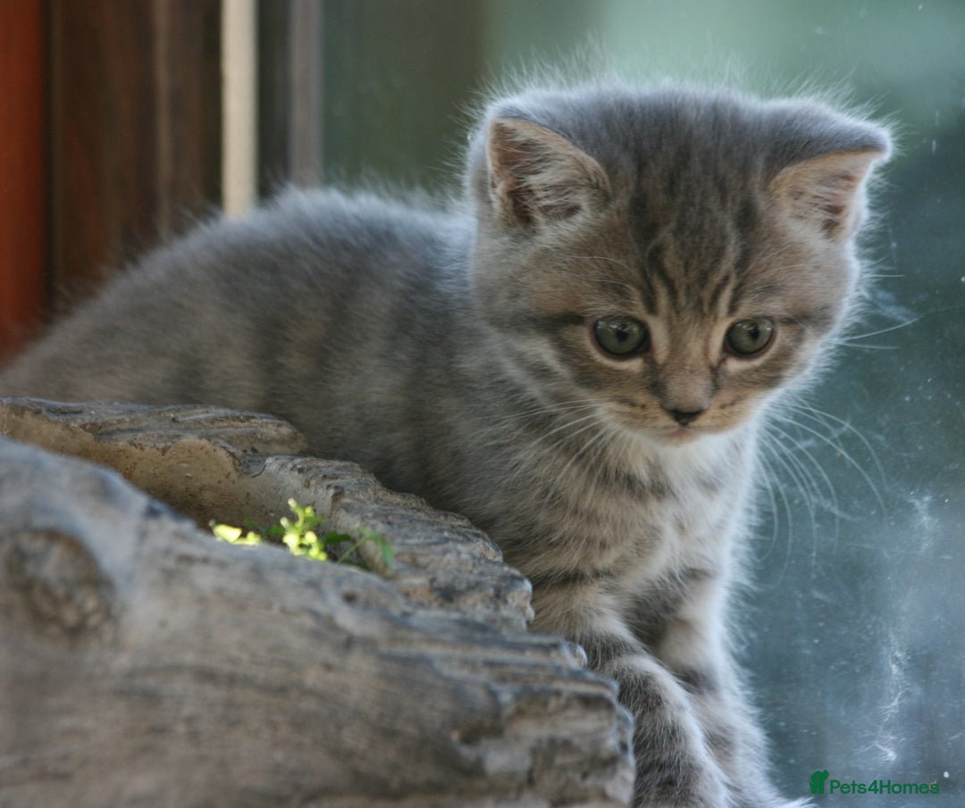 Exotic cats for sale: Exotic cross kittens - Advert 8