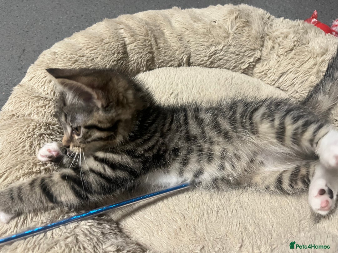 Mixed Breed cats for sale: 🐾 Beautiful Green eyed Grey tabby Kittens  - Advert 12