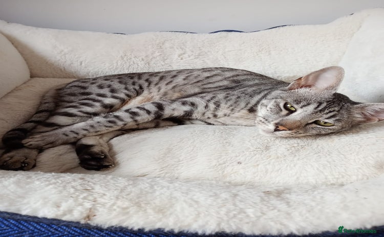 Savannah cats - Advert 1