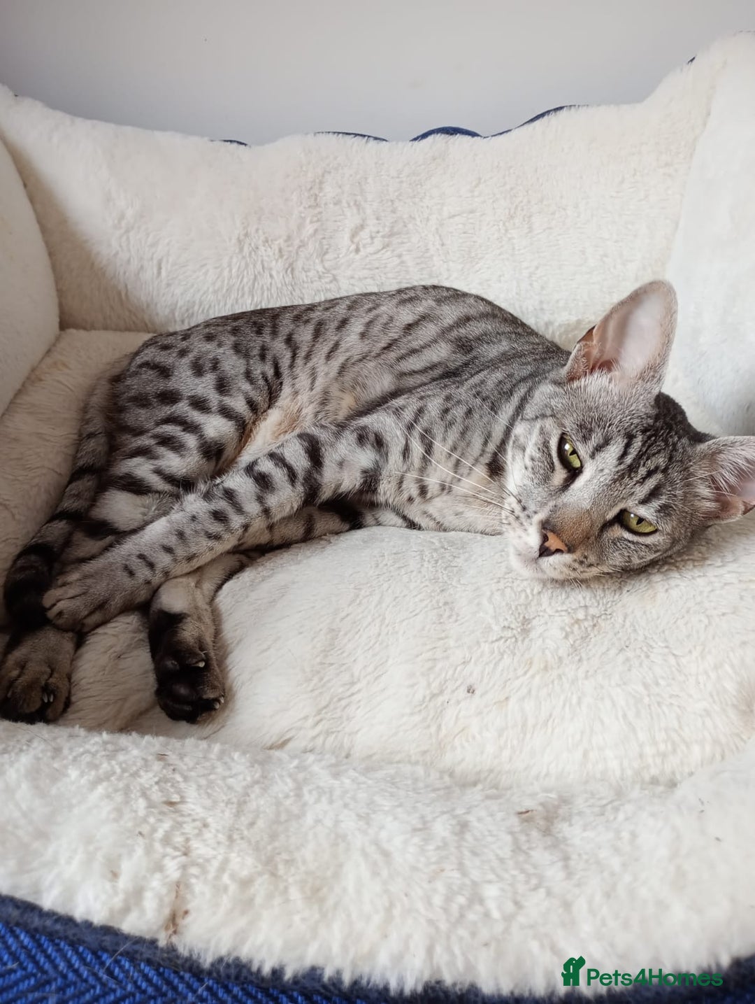 Savannah cats for sale: Savannah F5 cat for good home - Image 2