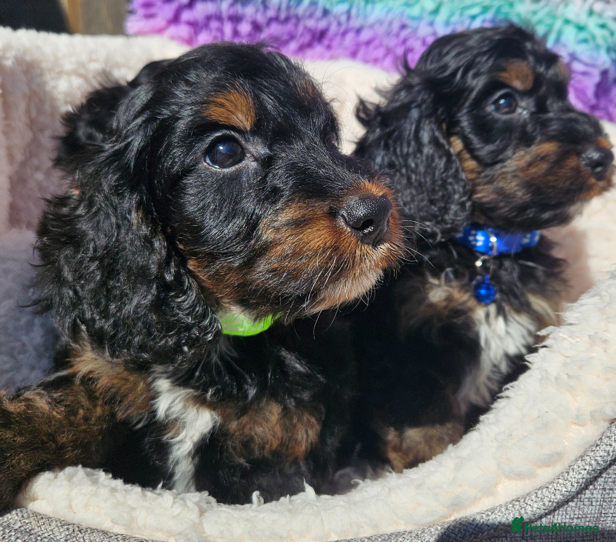 Cockapoo dogs licensed breeder, ready for their forever homes!  - Advert 2