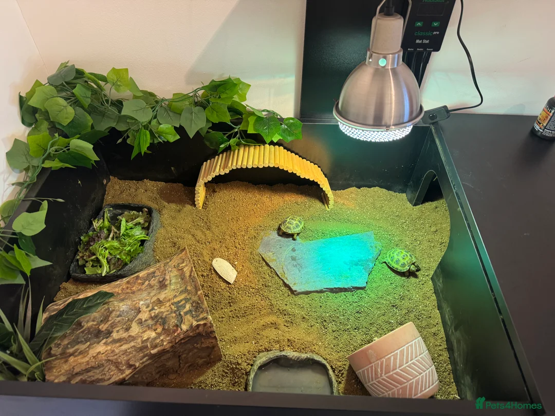Tortoise reptiles for sale: 2 Horsefield Tortoises and full set up for sale - Advert 4