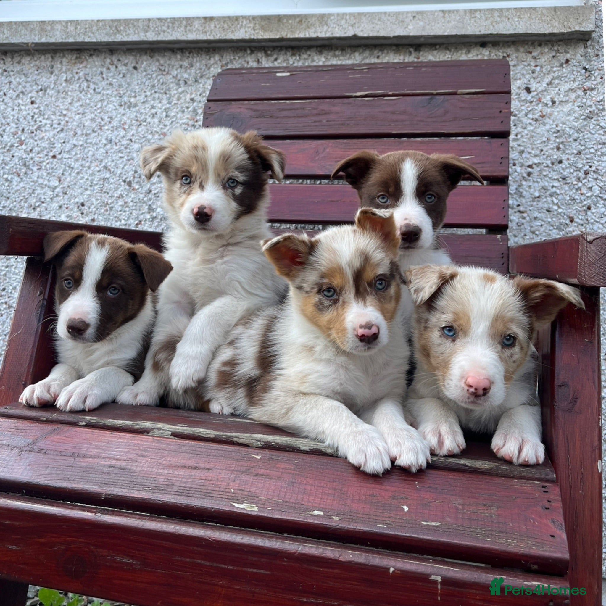 Border Collie dogs for sale: Red / White + Red Merle Border Collie Puppies - Advert 1