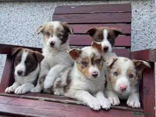 Border Collie dogs Red / White + Red Merle Border Collie Puppies - Advert 1